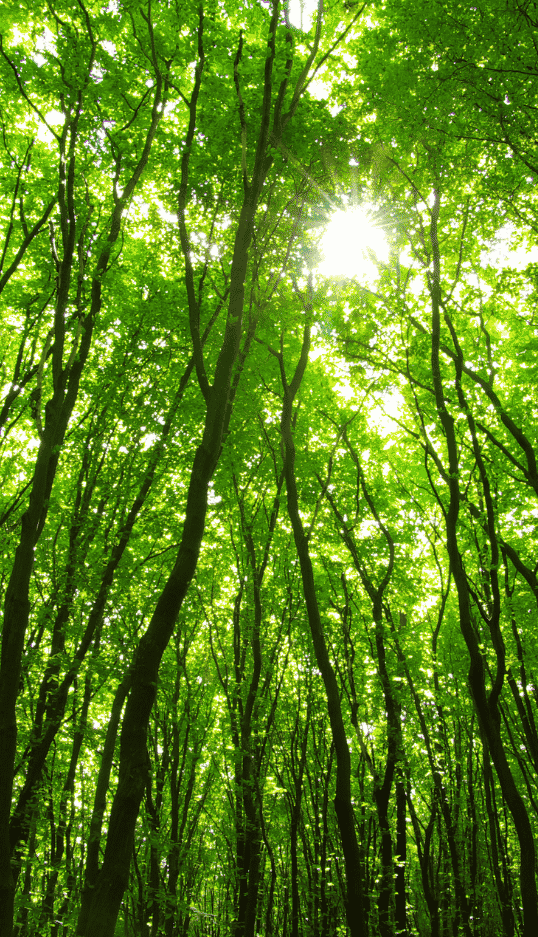 Sonic Forest Vertical Page Image